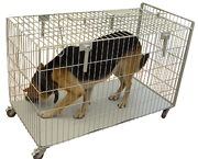 18062011095228dogtrap.jpg 18062011095228dogtrap.jpg